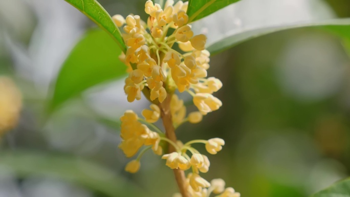 桂花飘香