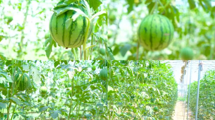 温室大棚种植 西瓜
