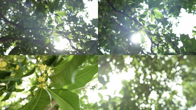 桂花唯美秋分逆光树叶阳光写意意境空镜头