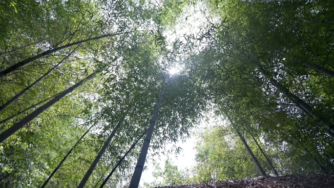 深山大片茂密竹林逆光光影