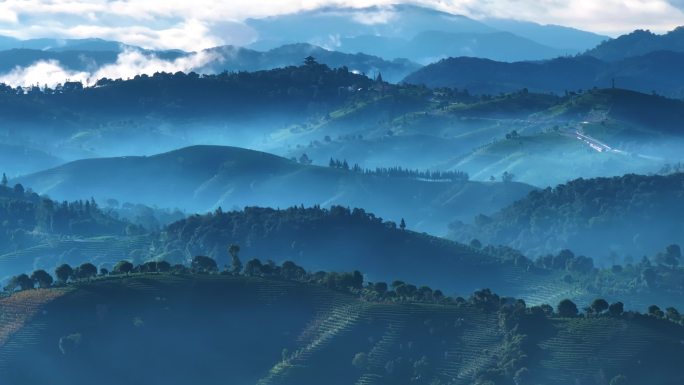 云雾缭绕的茶山