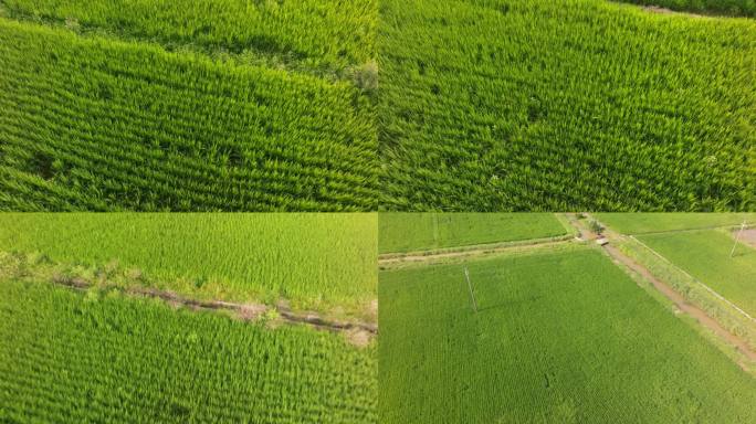 4K 大片绿色的稻田