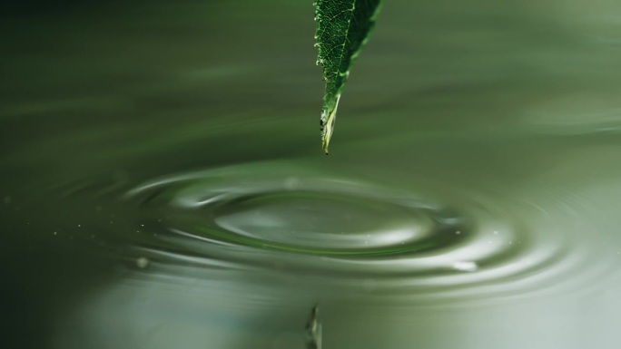 特写:水滴从绿叶滴入河水，荡起涟漪