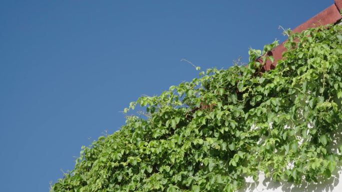 屋顶上的绿色杂草藤蔓在风中