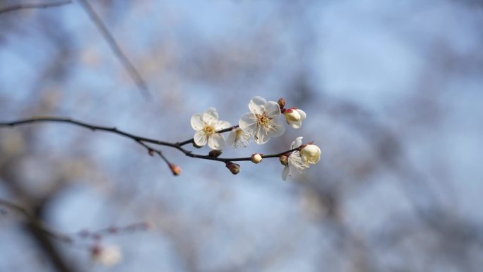 超山梅花