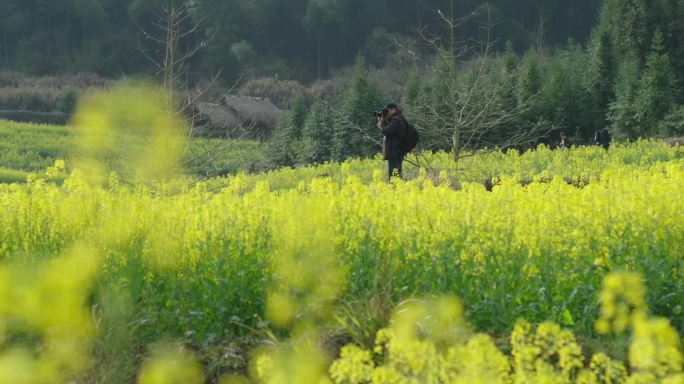 油菜花开 石台 最美山乡