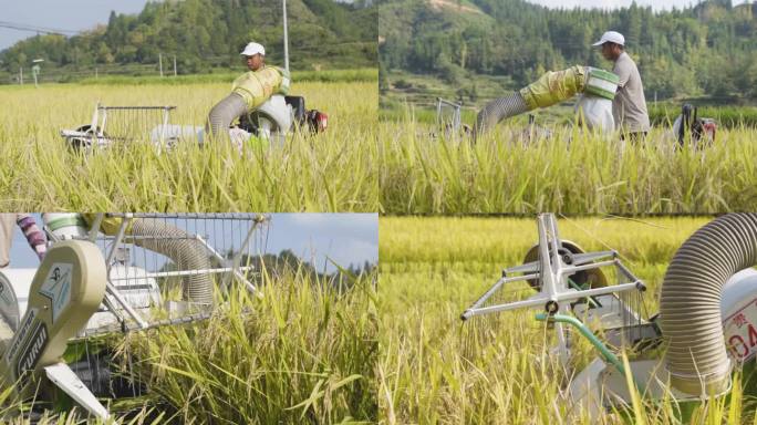 丰收 机械化采收 水稻