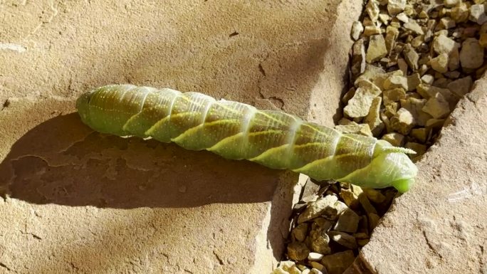斯芬克斯蛾毛虫在新墨西哥州拉斯克鲁塞斯的门廊上蠕动