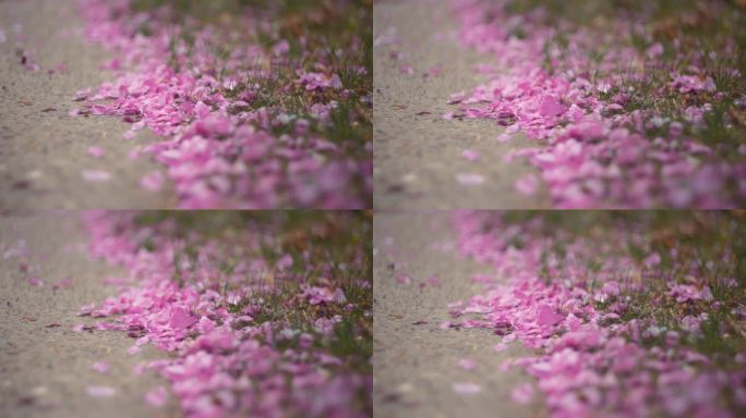 樱桃树的花瓣散落在地上。