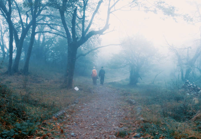 雾天森林徒步