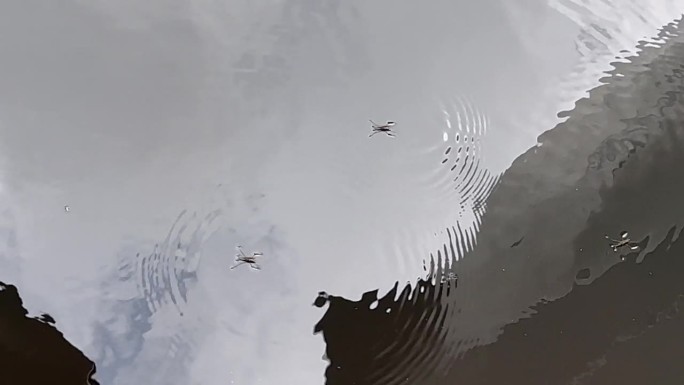 湿地池塘表面的水黾昆虫