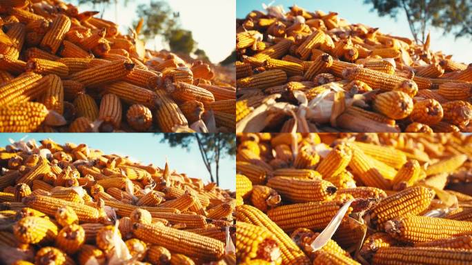 秋天丰收季节-玉米丰收晾晒特写