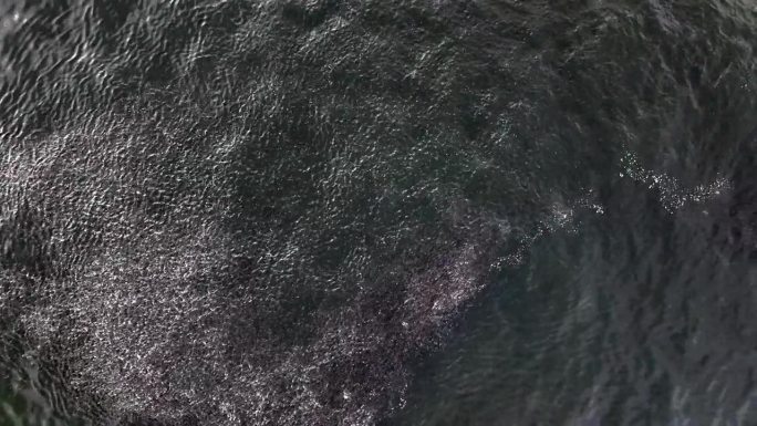 在纽约洛克威海滩外，俯瞰大西洋绿色水域中的一群鱼。当鱼儿游来游去，一只海鸥飞过时，相机向下倾斜，保持