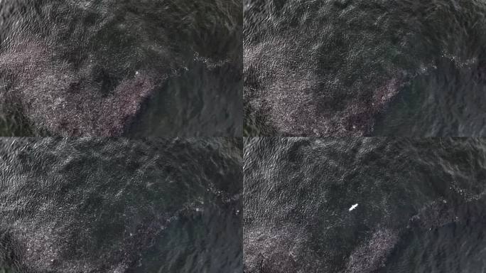 在纽约洛克威海滩外，俯瞰大西洋绿色水域中的一群鱼。当鱼儿游来游去，一只海鸥飞过时，相机向下倾斜，保持