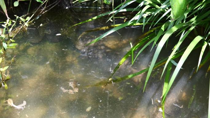 大鲵娃娃鱼两栖动物野生生物水产生态养殖