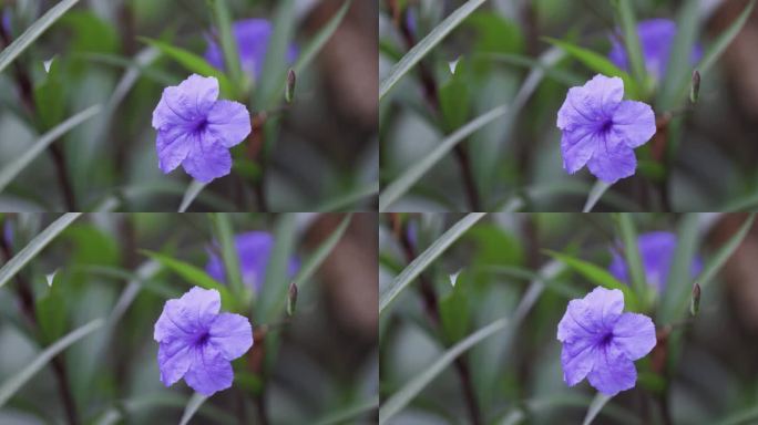 蓝花草微距视频