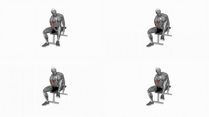 二头肌腿部集中卷曲健身运动锻炼动画男性肌肉突出演示4K分辨率60 fps