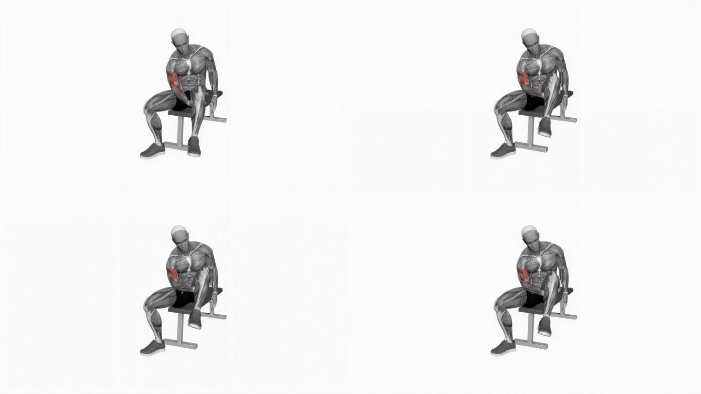 二头肌腿部集中卷曲健身运动锻炼动画男性肌肉突出演示4K分辨率60 fps