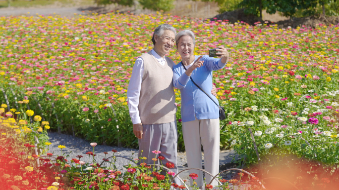 老人花海漫步拍照4k