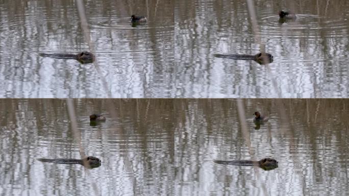 海狸鼠-在一只大冠灰鸟附近游泳的水獭