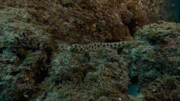 一条迷人的斑点蛇鳗优雅地游上水下火山岩。