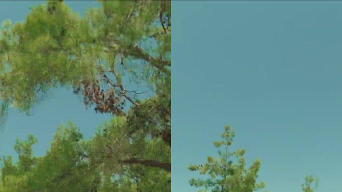 垂直视频-时间流逝，从车窗到山和树，风景罗德岛