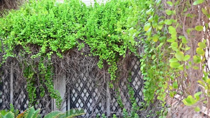 绿色垂直花园墙在一个美丽的阳光明媚的日子，后院的概念