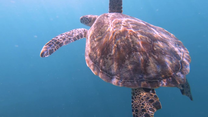 在南太平洋晴朗的天气里，一只小海龟在宽阔的深蓝色大海中转身，没有空的水，能见度很低