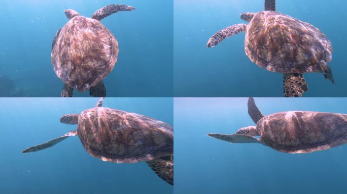 在南太平洋晴朗的天气里，一只小海龟在宽阔的深蓝色大海中转身，没有空的水，能见度很低