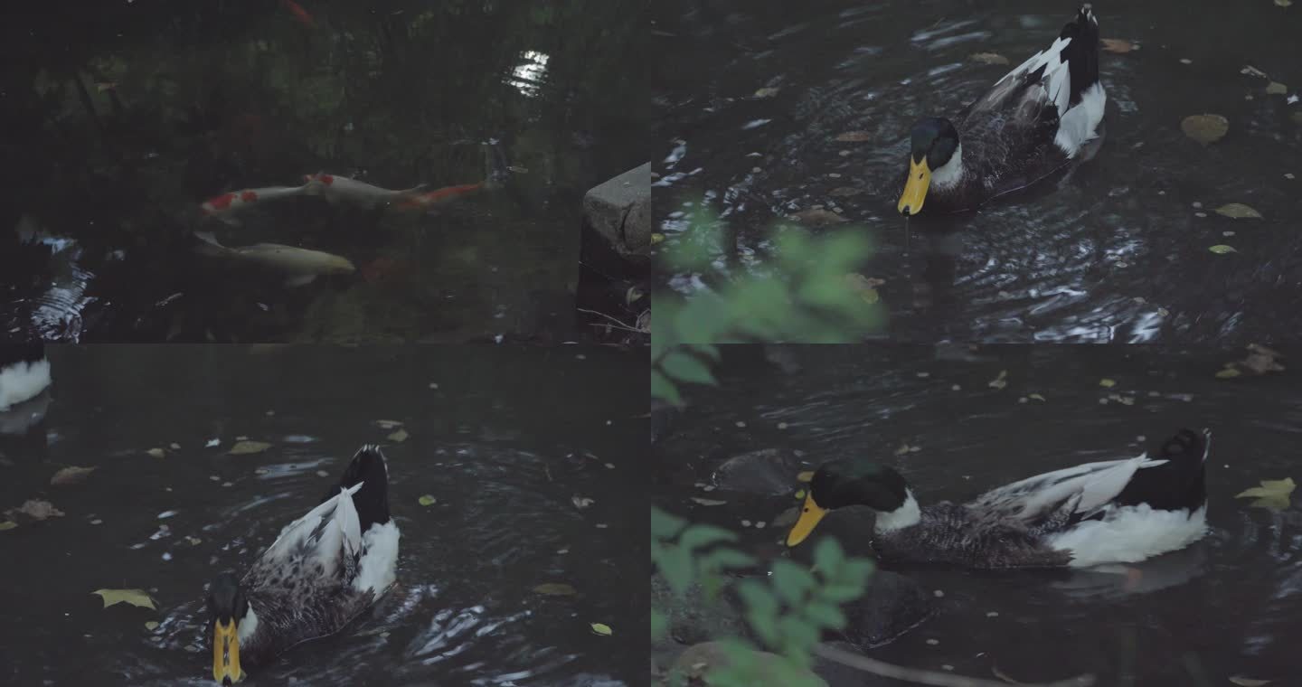 池塘里的野鸭