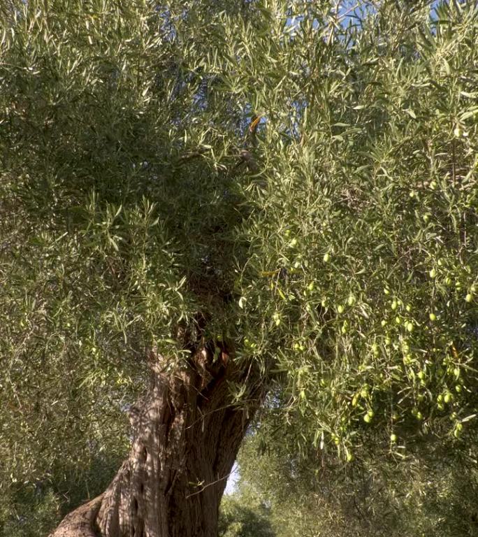 老橄榄树。树木大树视频素材