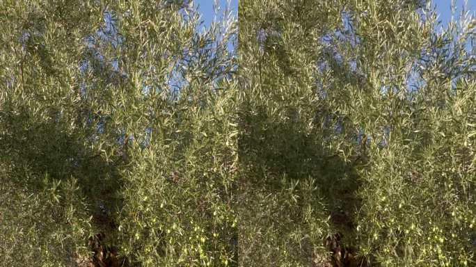 老橄榄树。树木大树视频素材