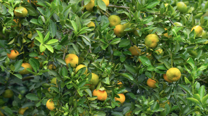 丰收果园农业种植金色橘子乡村振兴农业