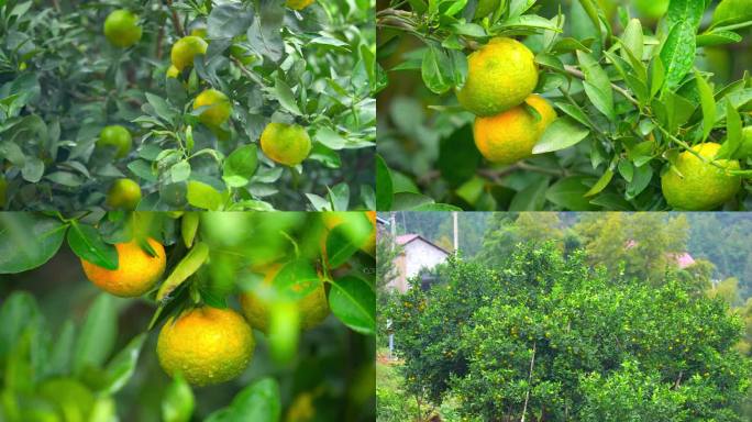 丰收果园农业种植金色橘子乡村振兴农业
