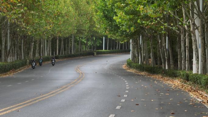 梧桐落叶合肥枫林路