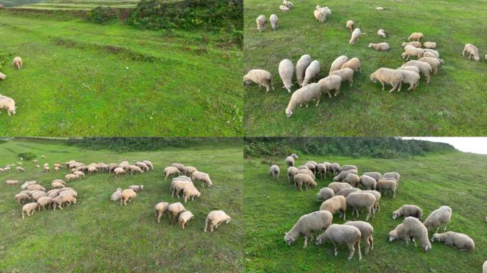 羊群吃草奔跑