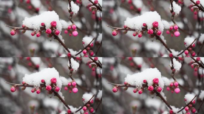 雪落在花上，梅花枝条