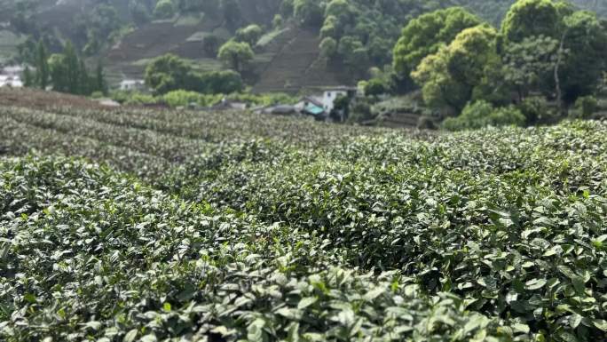 浙江杭州梅家坞龙井茶山茶村视频素材