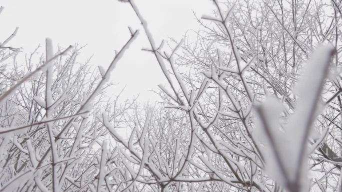 冬天的故事:一个白雪覆盖的森林，树木被白雪覆盖，创造了冬天自然的大气背景。迷人的风景:白雪覆盖的树木