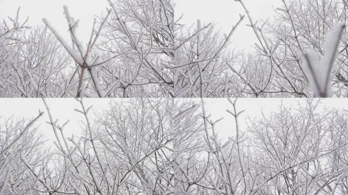 冬天的故事:一个白雪覆盖的森林，树木被白雪覆盖，创造了冬天自然的大气背景。迷人的风景:白雪覆盖的树木