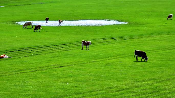 4K内蒙古草原上的奶牛