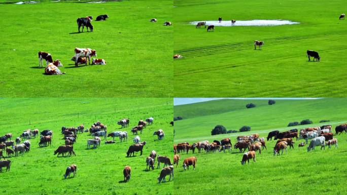 4K内蒙古草原上的奶牛