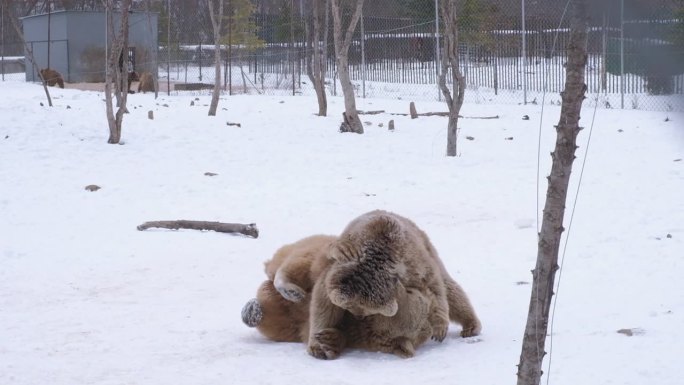 两只小棕熊在野生动物收容所互相玩耍