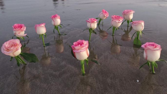 大海玫瑰花情人节晚风吹花朵浪沙滩插满鲜花