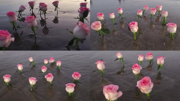 大海玫瑰花情人节晚风吹花朵浪沙滩插满鲜花