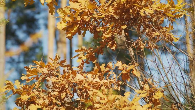枯黄的秋色橡树叶挂在细枝上，阳光照在背景中模糊的高大针叶树上，镜头缓缓滑到一边