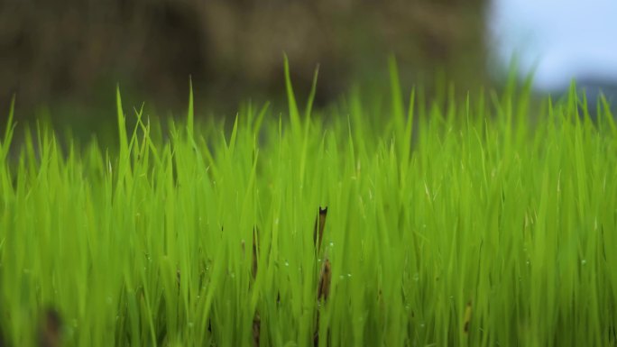 绿色小草野草野花