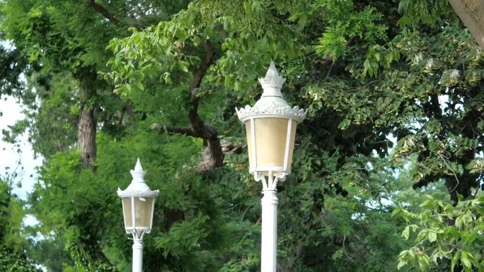 优雅的街灯被树木环绕