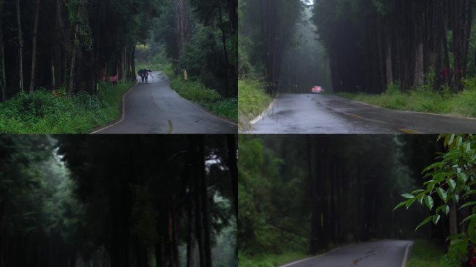 阴雨天的森林公路