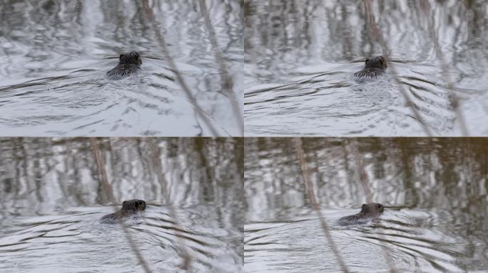 海狸鼠-在沼泽中游泳和寻找食物的心肌病鼠